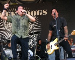 Street Dogs